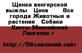 Щенки венгерской выжлы › Цена ­ 1 - Все города Животные и растения » Собаки   . Ханты-Мансийский,Лангепас г.